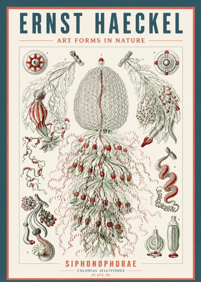Ernst Haeckel Siphonophorae - State Colonies No5 - Affiche