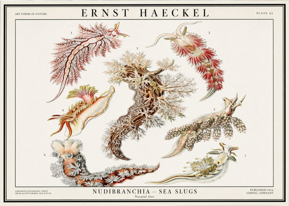 Ernst Haeckel Nudibranchia – Sea Slugs No1 - Affiche
