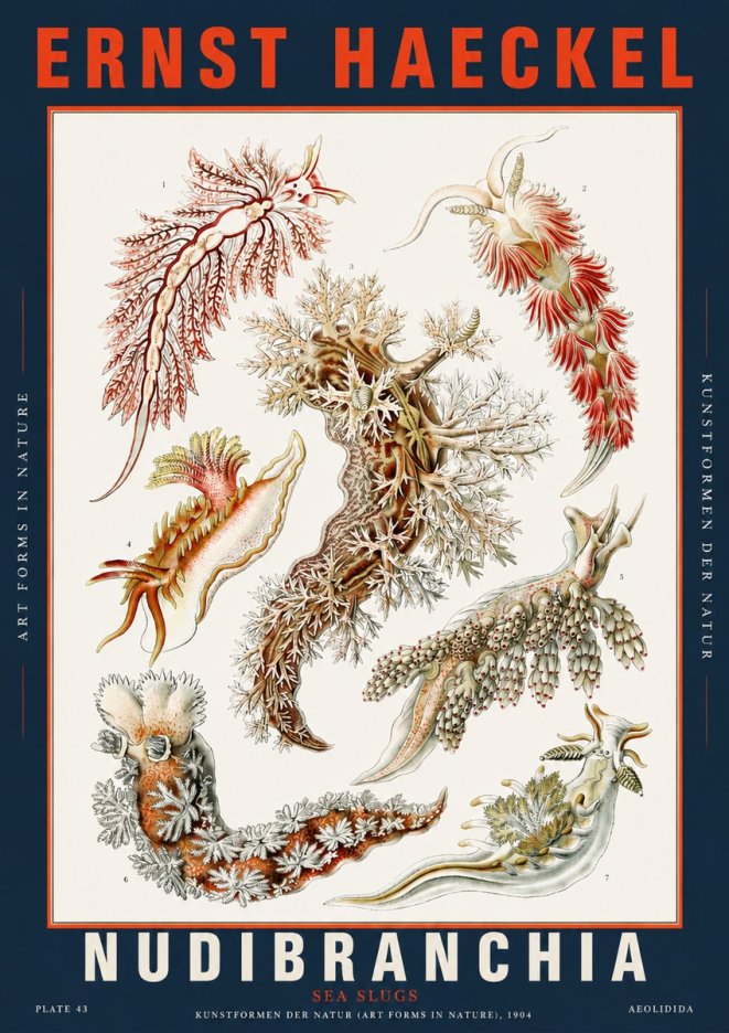Ernst Haeckel Nudibranchia – Sea Slugs No5 - Affiche