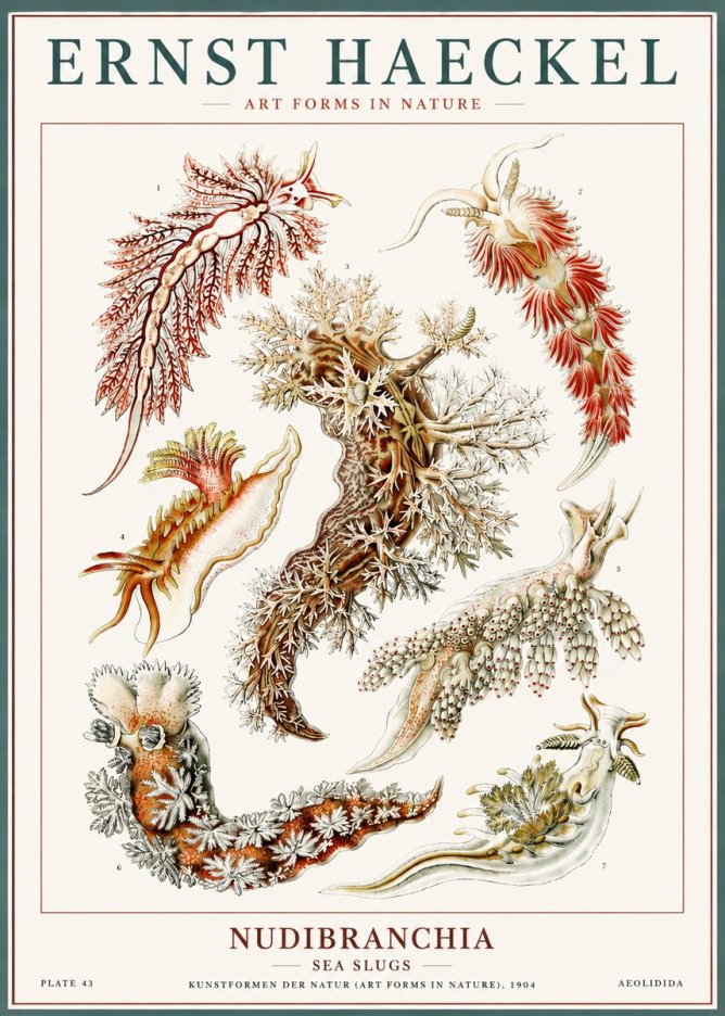 Ernst Haeckel Nudibranchia – Sea Slugs No6 - Affiche