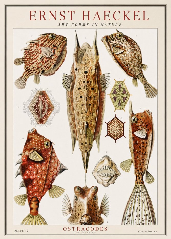 Ernst Haeckel Ostracodes Crustacea No1 - Affiche