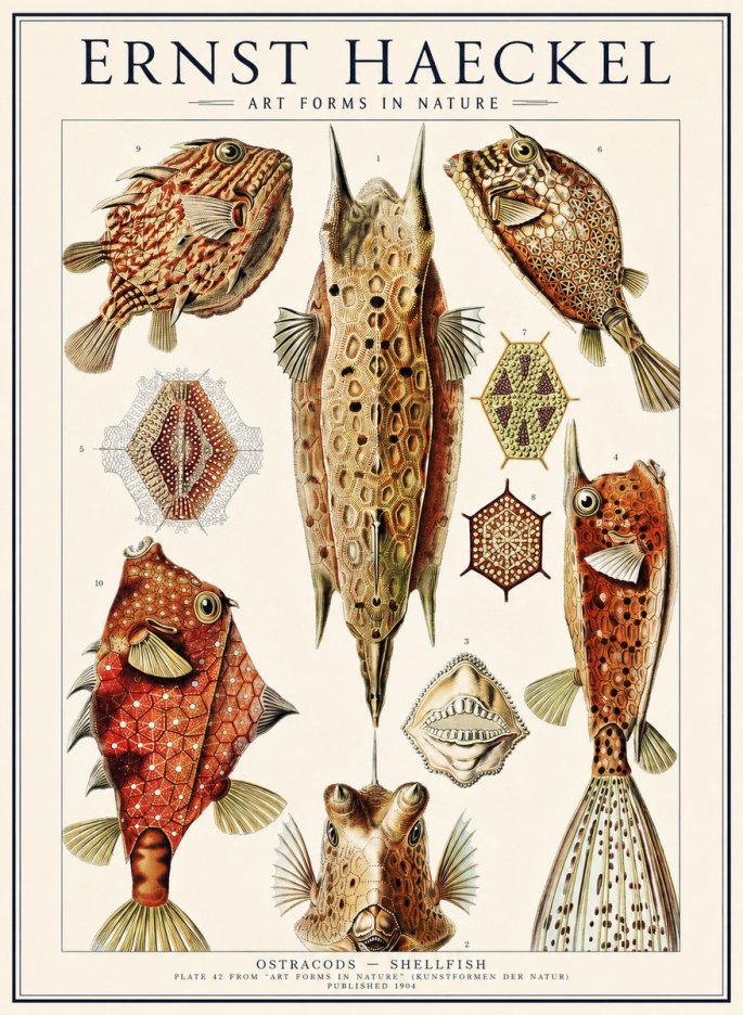 Ernst Haeckel Ostracodes Crustacea No3 - Affiche