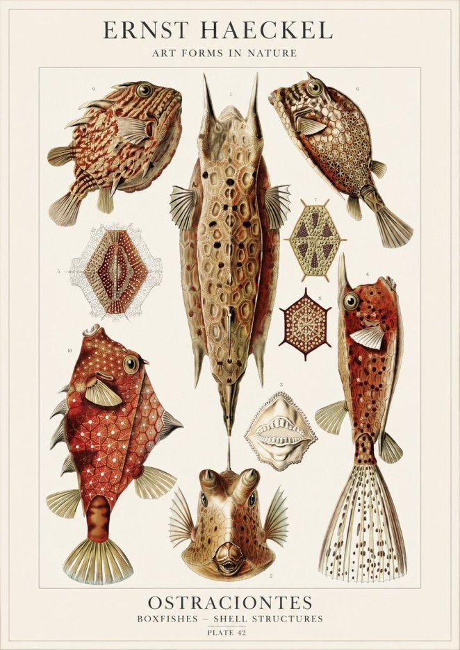 Ernst Haeckel Ostracodes Crustacea No4 - Affiche