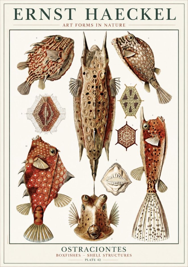 Ernst Haeckel Ostracodes Crustacea No6 - Affiche