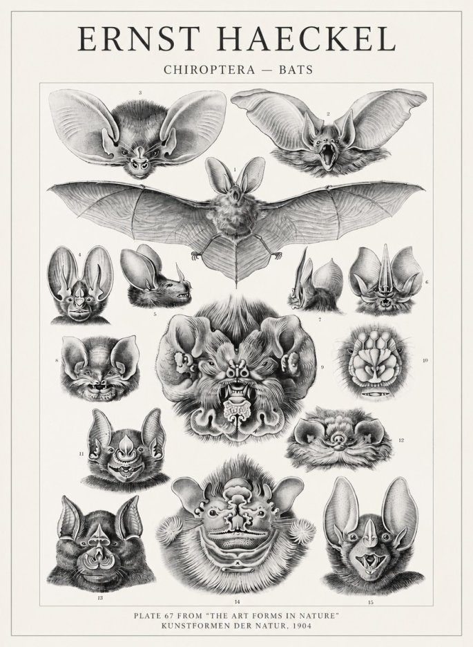 Ernst Haeckel Chiroptera Bats No4 - Affiche