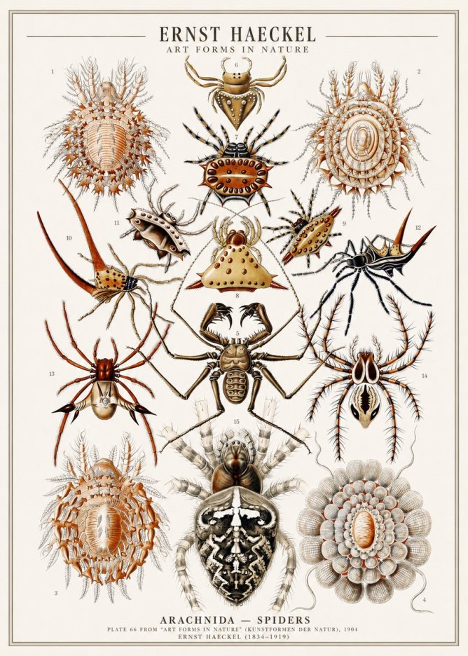 Ernst Haeckel Arachnida — Spiders No1 - Affiche