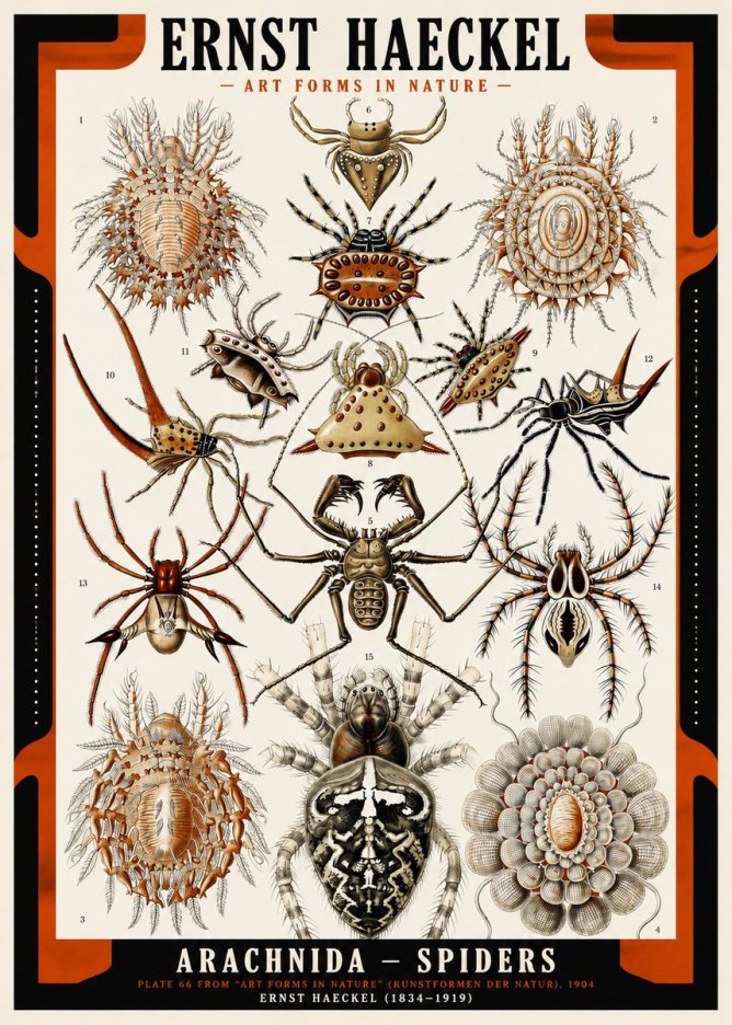 Ernst Haeckel Arachnida — Spiders No2 - Affiche