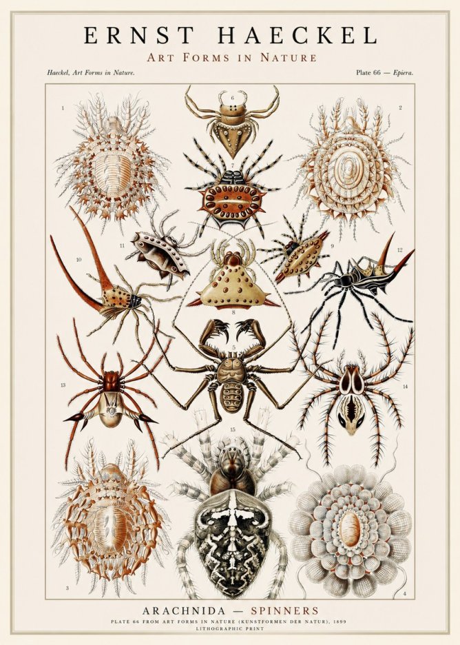 Ernst Haeckel Arachnida — Spiders No3 - Affiche