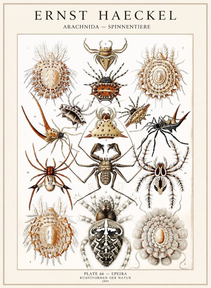 Ernst Haeckel Arachnida — Spiders No4 - Affiche