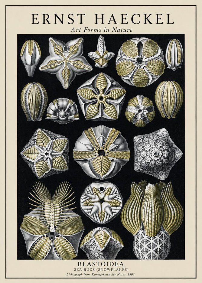 Ernst Haeckel Blastoidea Sea Buds (Snowflakes) No1 - Affiche