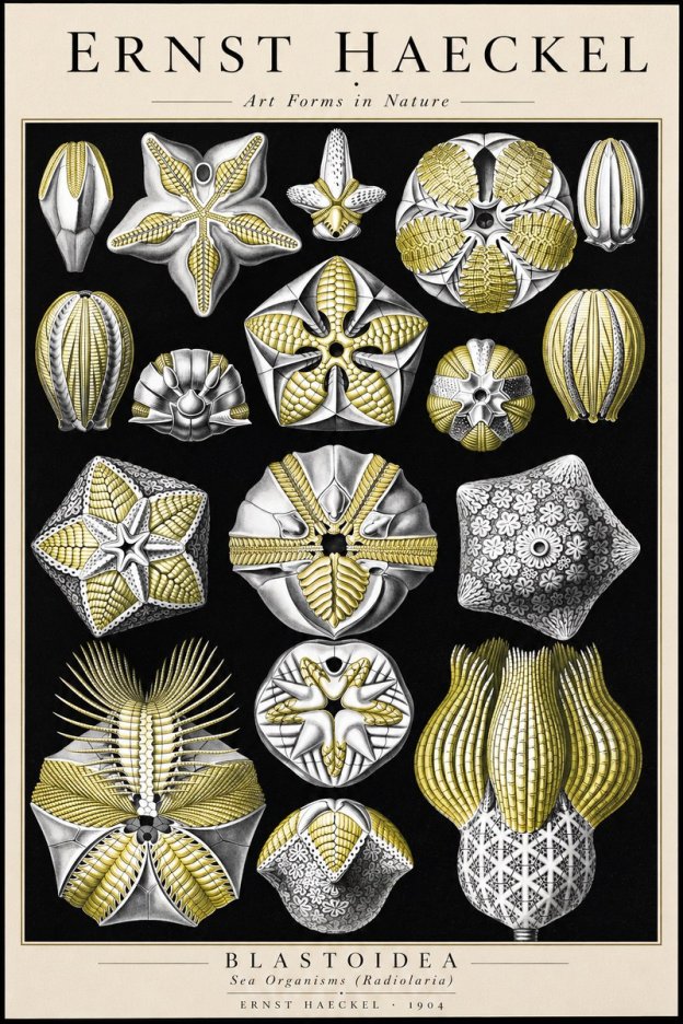 Ernst Haeckel Blastoidea Sea Buds (Snowflakes) No3 - Affiche