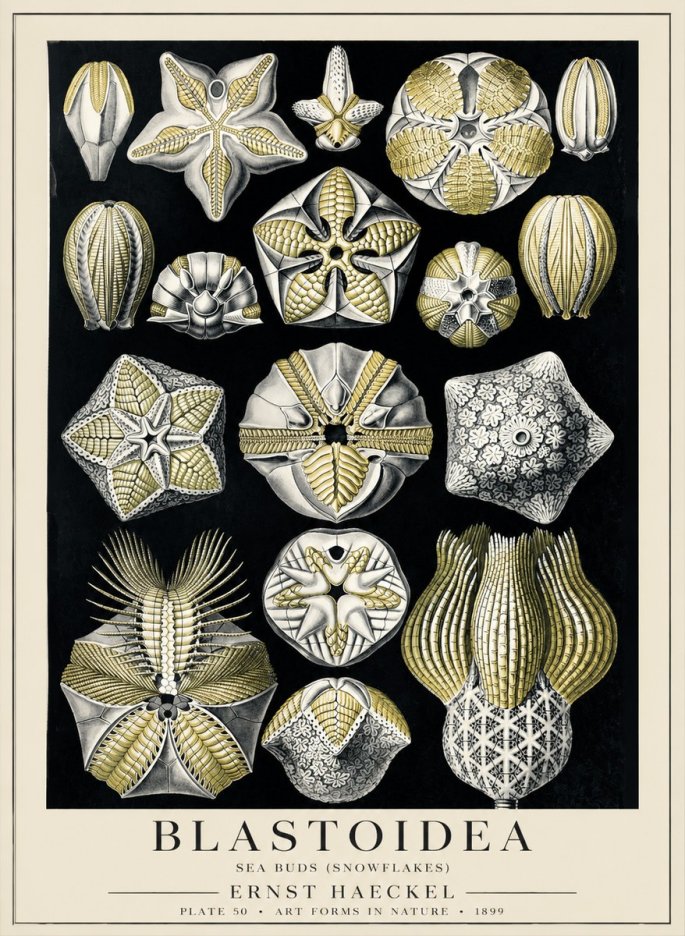 Ernst Haeckel Blastoidea Sea Buds (Snowflakes) No5 - Affiche