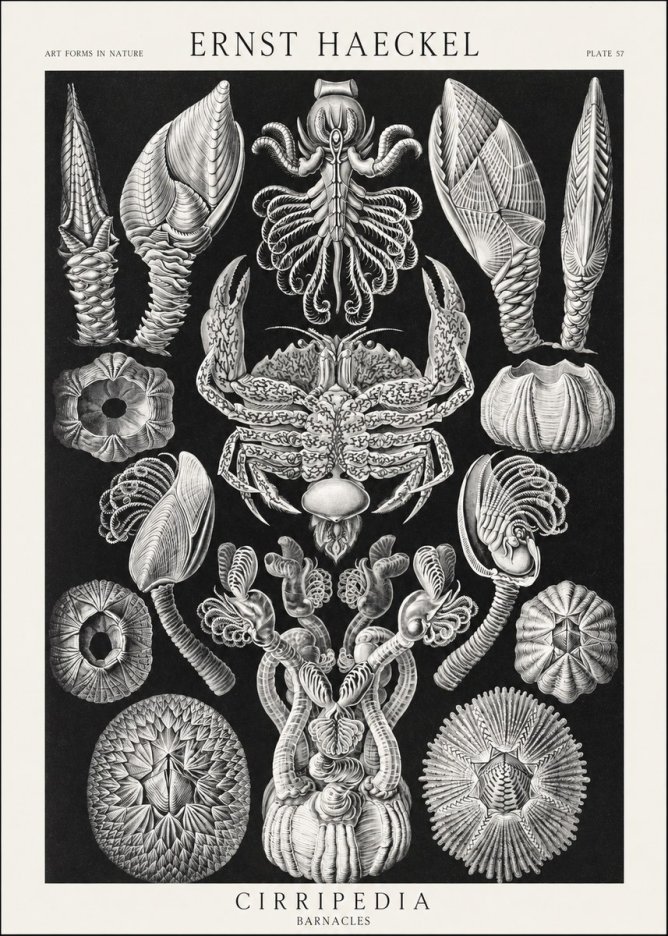 Ernst Haeckel Cirripedia Barnacles No3 - Affiche