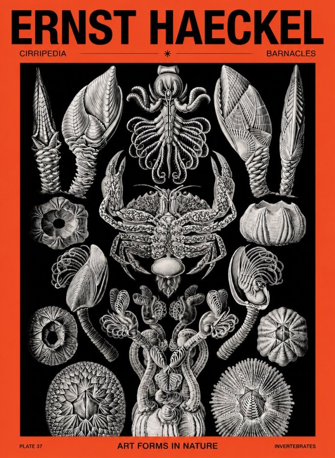 Ernst Haeckel Cirripedia Barnacles No5 - Affiche
