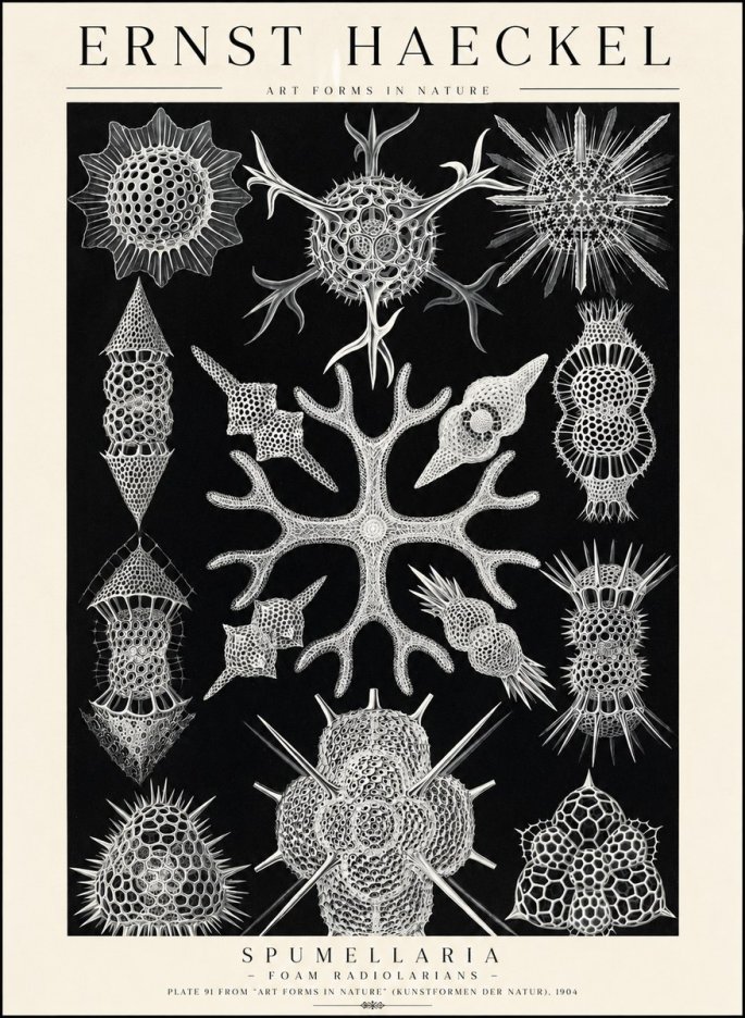 Ernst Haeckel Spumellaria No1 - Affiche