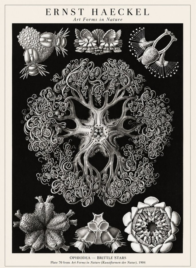 Ernst Haeckel Ophiodea - Brittle Stars II No1 - Affiche