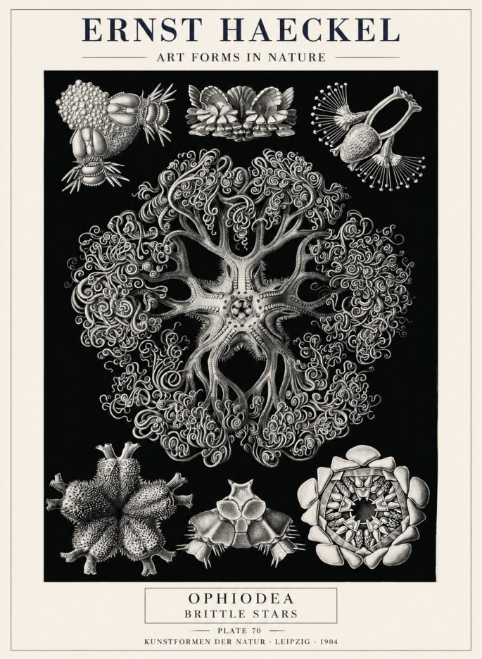Ernst Haeckel Ophiodea - Brittle Stars II No4 - Affiche