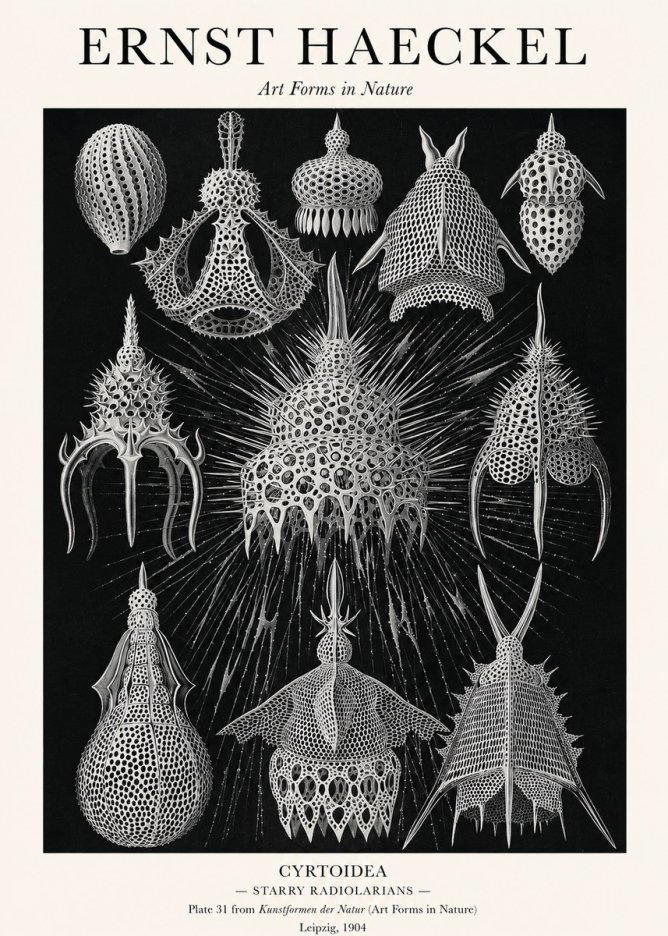 Ernst Haeckel Cyrtoidea - Starry Radiolarians No1 - Affiche