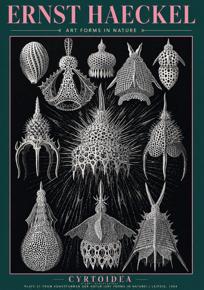 Ernst Haeckel Cyrtoidea - Starry Radiolarians No3 - Affiche