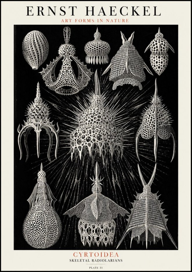 Ernst Haeckel Cyrtoidea - Starry Radiolarians No4 - Affiche