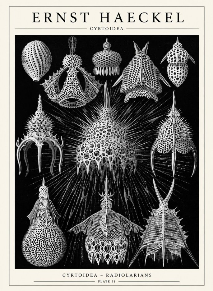 Ernst Haeckel Cyrtoidea - Starry Radiolarians No6 - Affiche