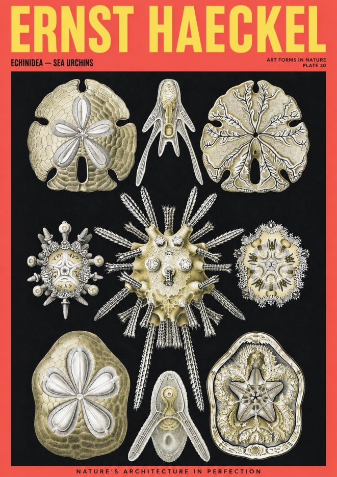 Ernst Haeckel Echinidea — Sea Urchins No2 - Affiche
