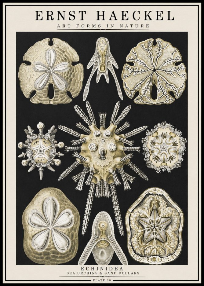 Ernst Haeckel Echinidea — Sea Urchins No4 - Affiche