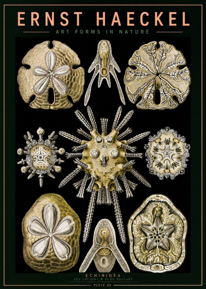 Ernst Haeckel Echinidea — Sea Urchins No5 - Affiche
