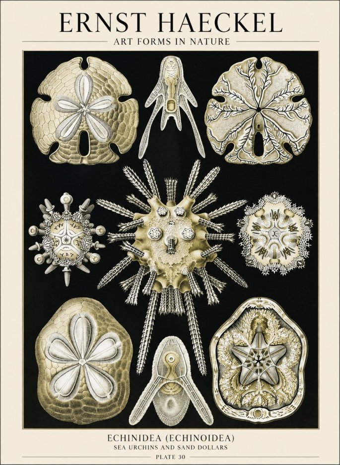 Ernst Haeckel Echinidea — Sea Urchins No6 - Affiche