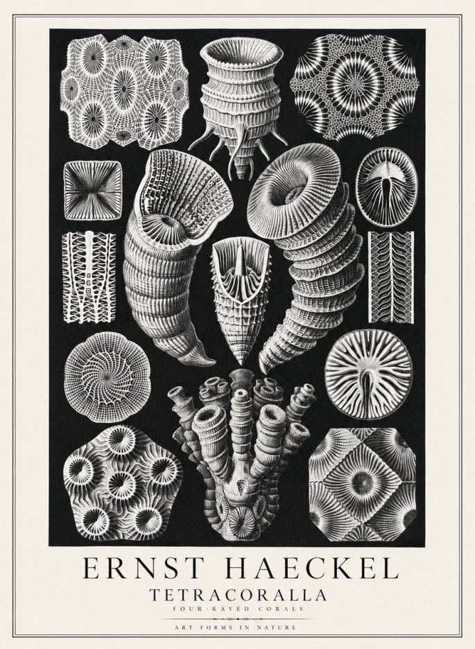 Ernst Haeckel Tetracoralla - Four-rayed Corals No3 - Affiche