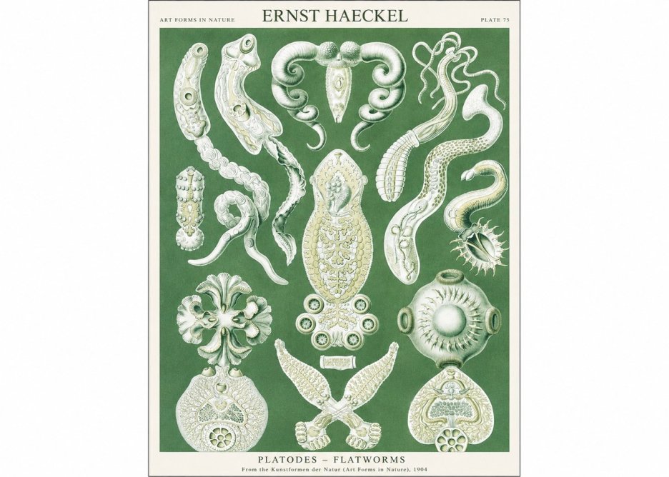 Ernst Haeckel Platodes – Flatworms No1 - Affiche