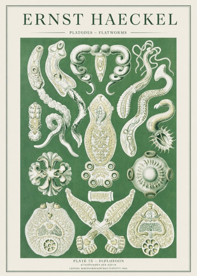 Ernst Haeckel Platodes – Flatworms No2 - Affiche