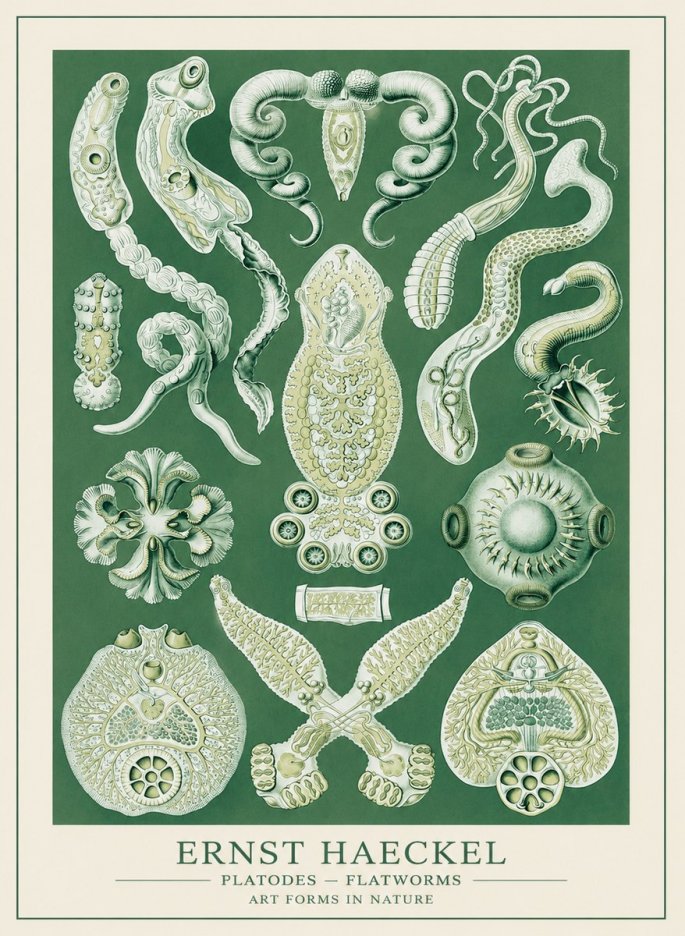 Ernst Haeckel Platodes – Flatworms No3 - Affiche