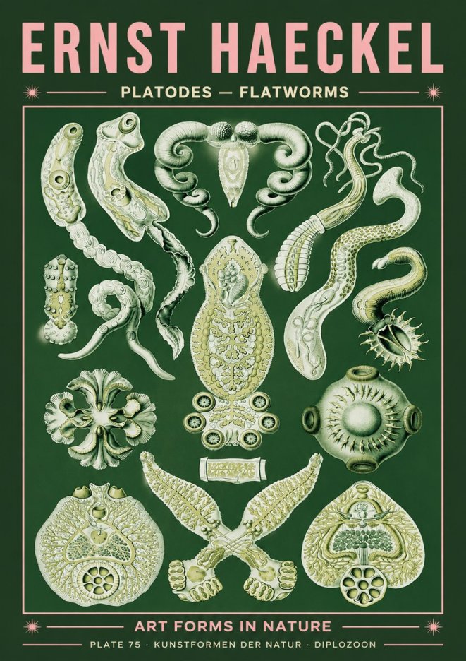 Ernst Haeckel Platodes – Flatworms No4 - Affiche