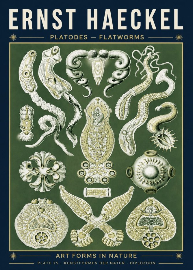 Ernst Haeckel Platodes – Flatworms No5 - Affiche