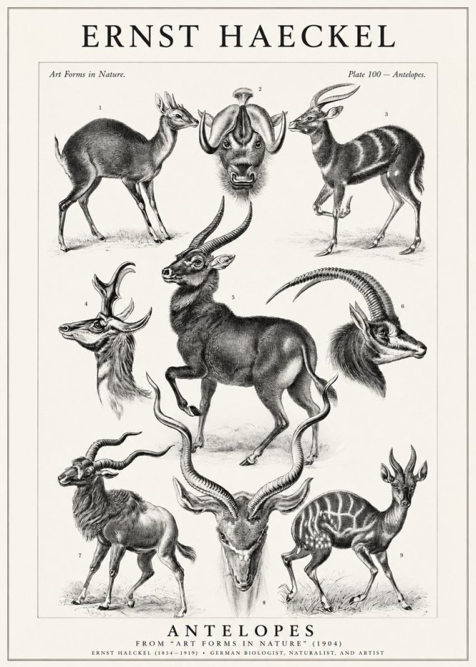 Ernst Haeckel Antelopes No1 - Affiche