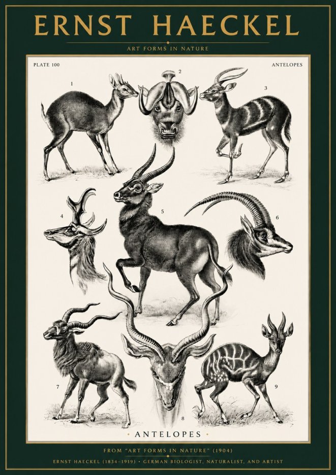 Ernst Haeckel Antelopes No2 - Affiche