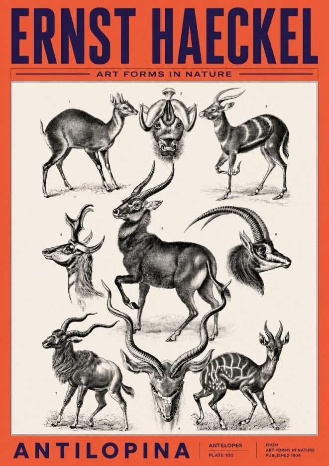 Ernst Haeckel Antelopes No6 - Affiche