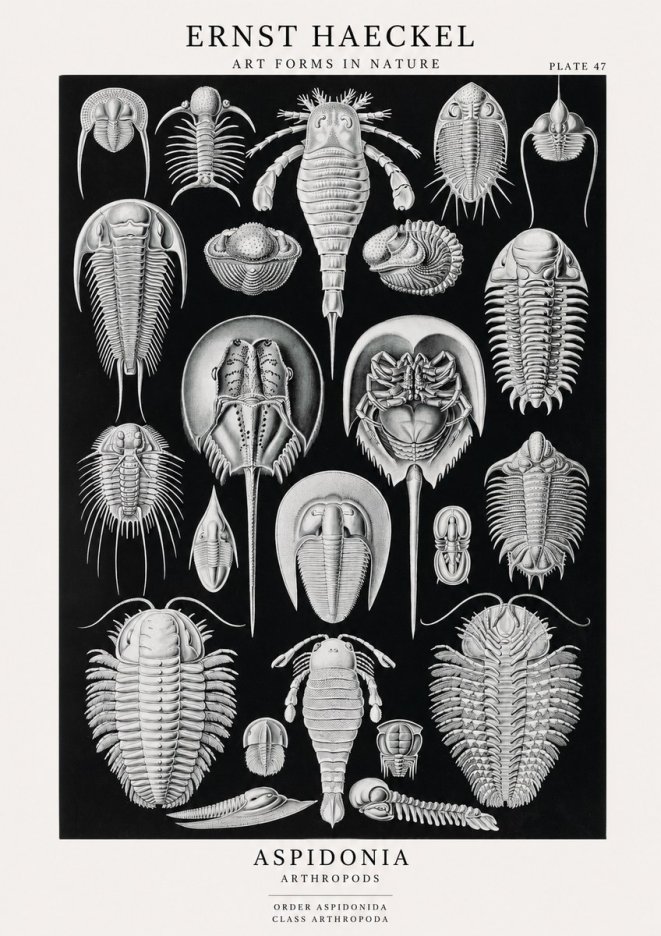 Ernst Haeckel Aspidonia No1 - Affiche