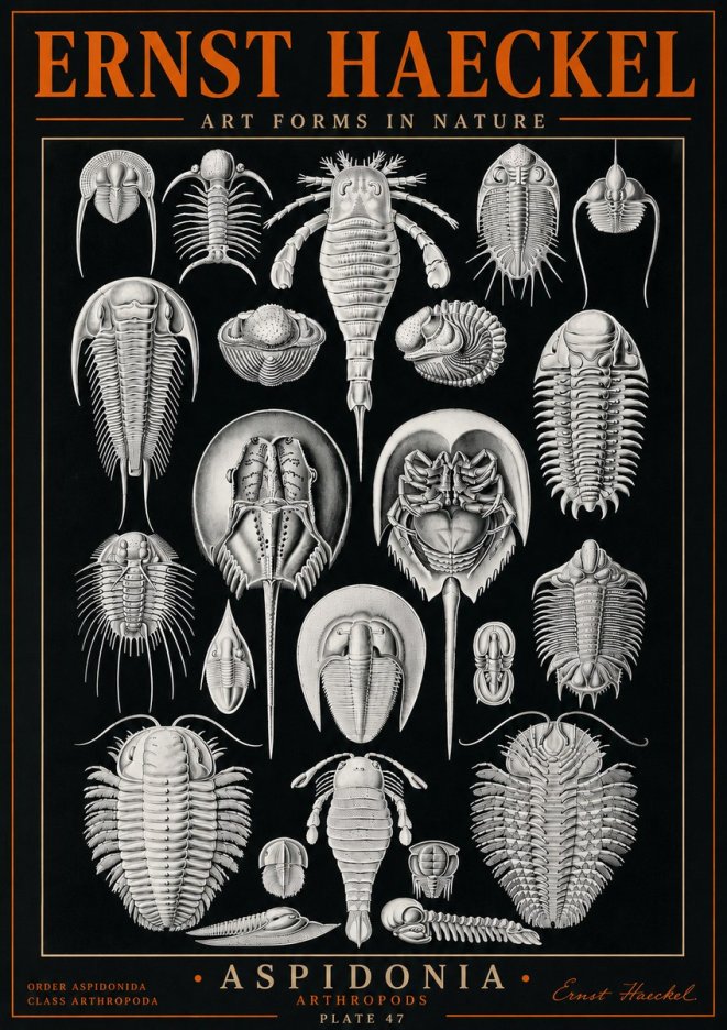 Ernst Haeckel Aspidonia No5 - Affiche