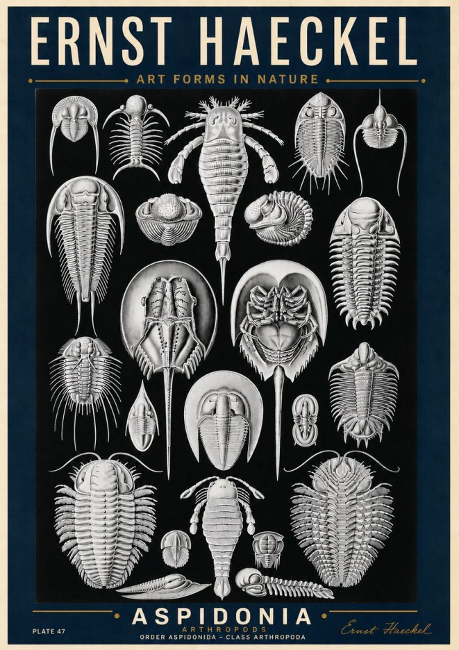 Ernst Haeckel Aspidonia No6 - Affiche