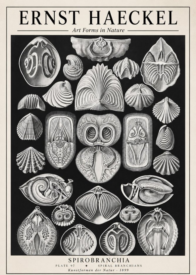 Ernst Haeckel Spirobranchia No1 - Affiche