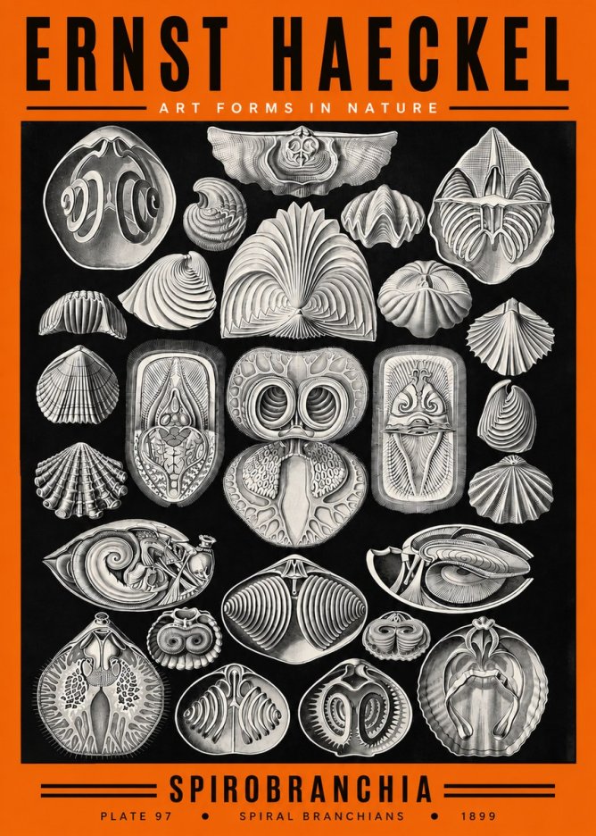 Ernst Haeckel Spirobranchia No2 - Affiche