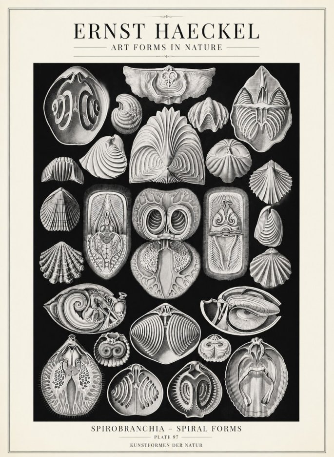 Ernst Haeckel Spirobranchia No4 - Affiche