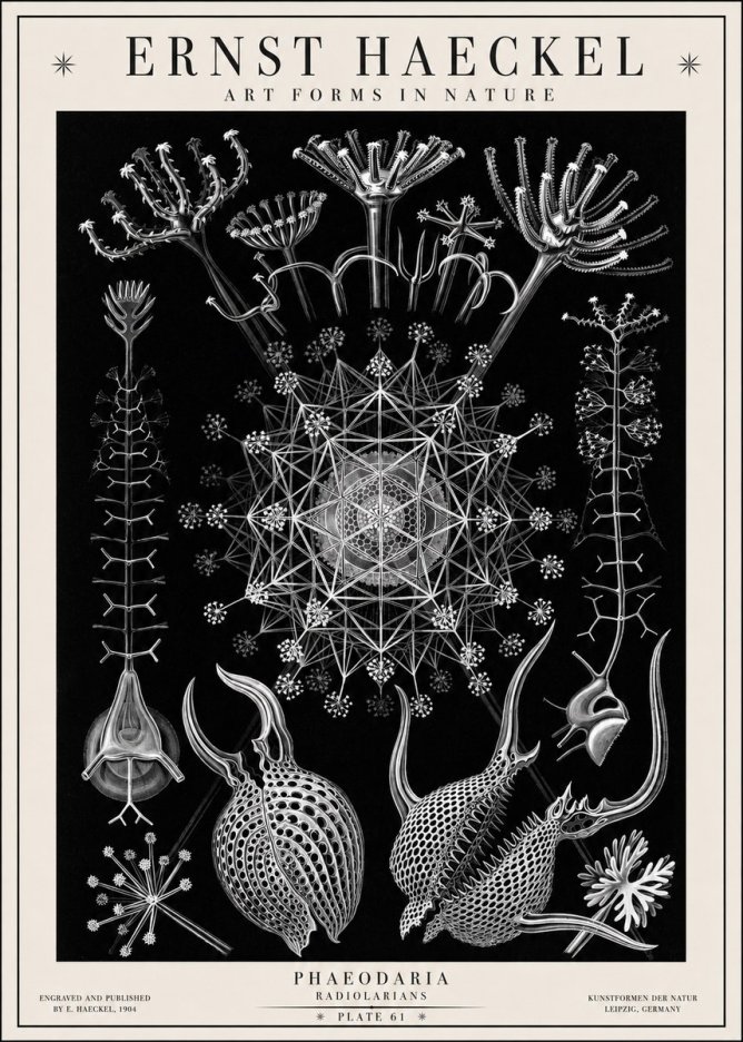 Ernst Haeckel Phaeodaria Radiolarians - Plate 61 No1 - Affiche