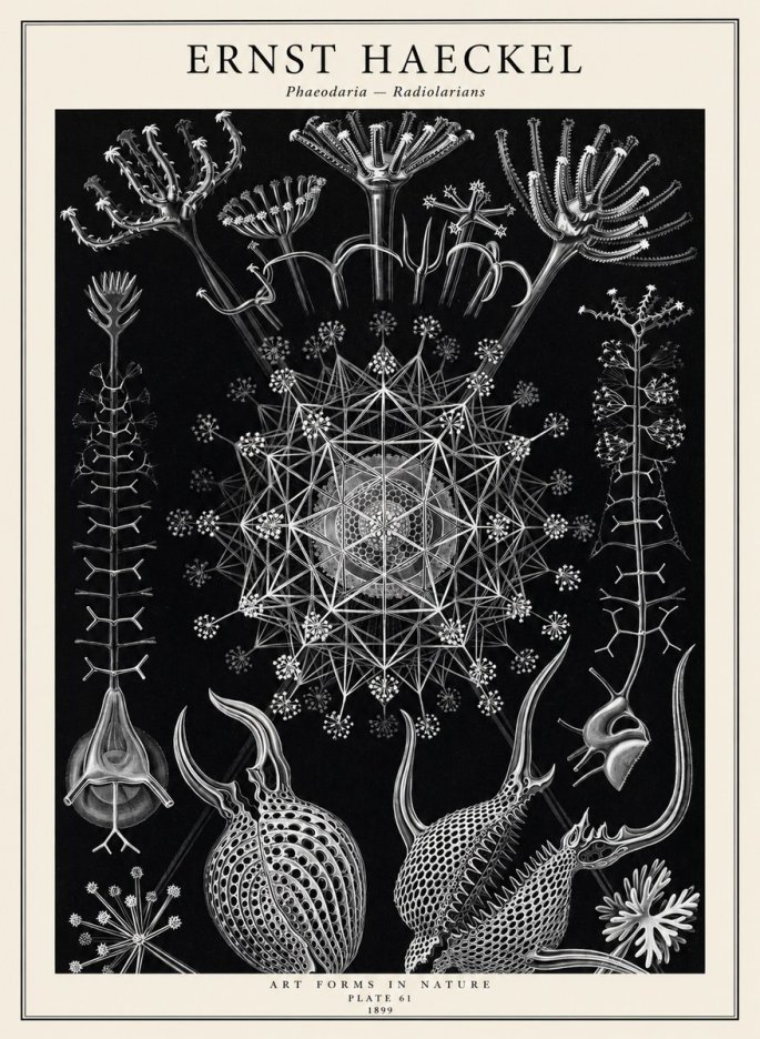 Ernst Haeckel Phaeodaria Radiolarians - Plate 61 No2 - Affiche