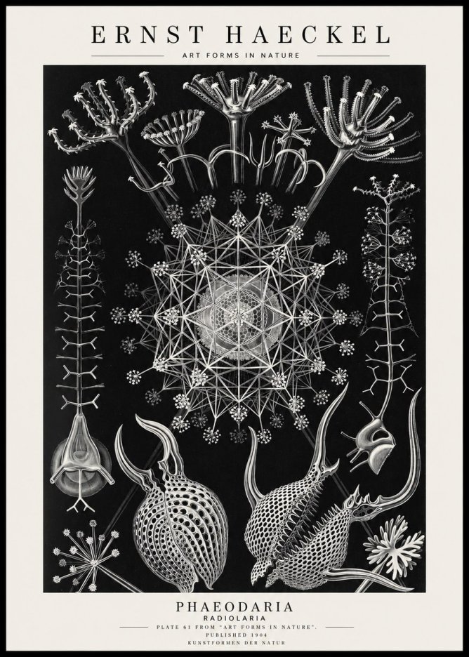 Ernst Haeckel Phaeodaria Radiolarians - Plate 61 No4 - Affiche