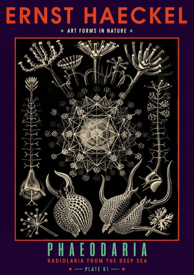 Ernst Haeckel Phaeodaria Radiolarians - Plate 61 No6 - Affiche
