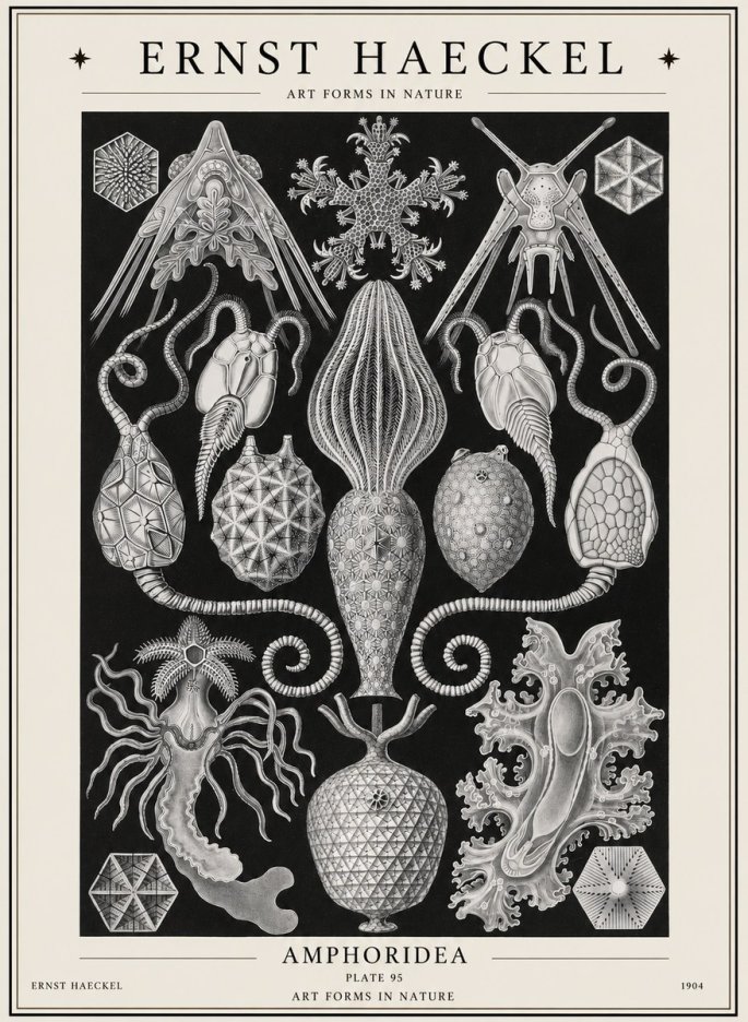Ernst Haeckel Amphoridea No1 - Affiche