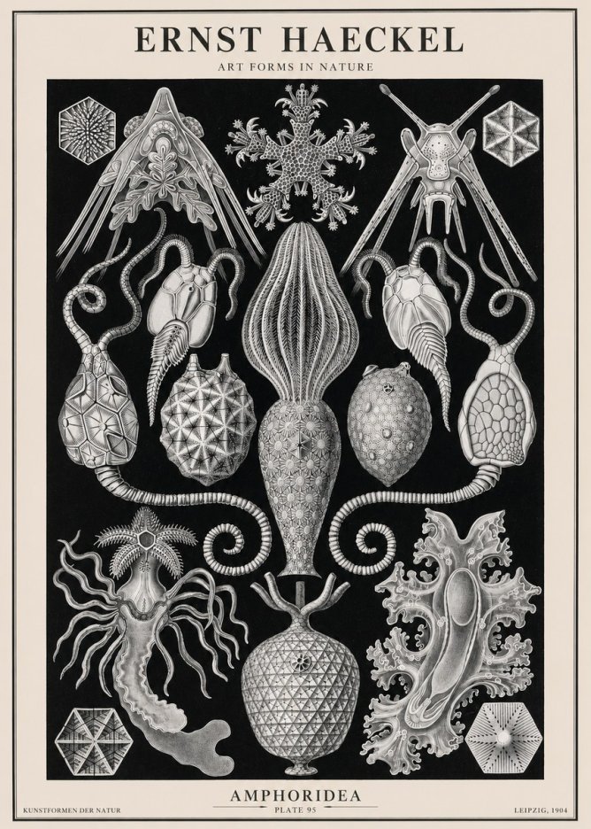 Ernst Haeckel Amphoridea No2 - Affiche